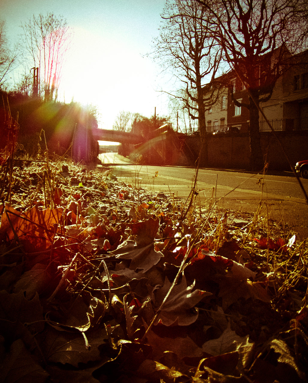 Photo: Dead Leaves in the Morning Sun