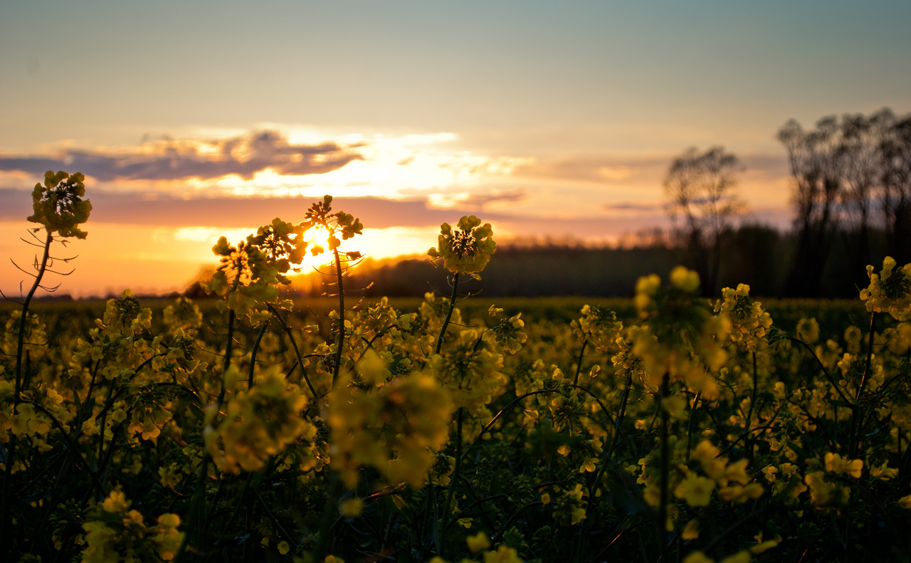 Photo: Rapeseed Blossoms