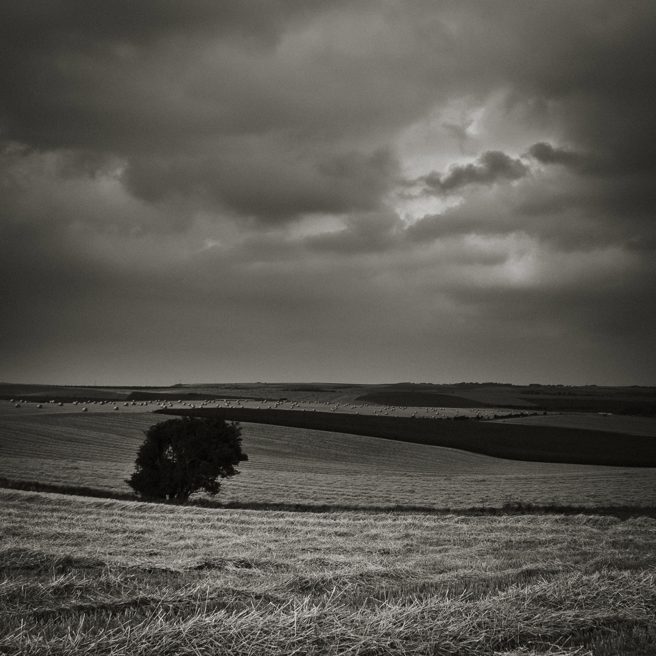 Photo: Lonely Shepherd