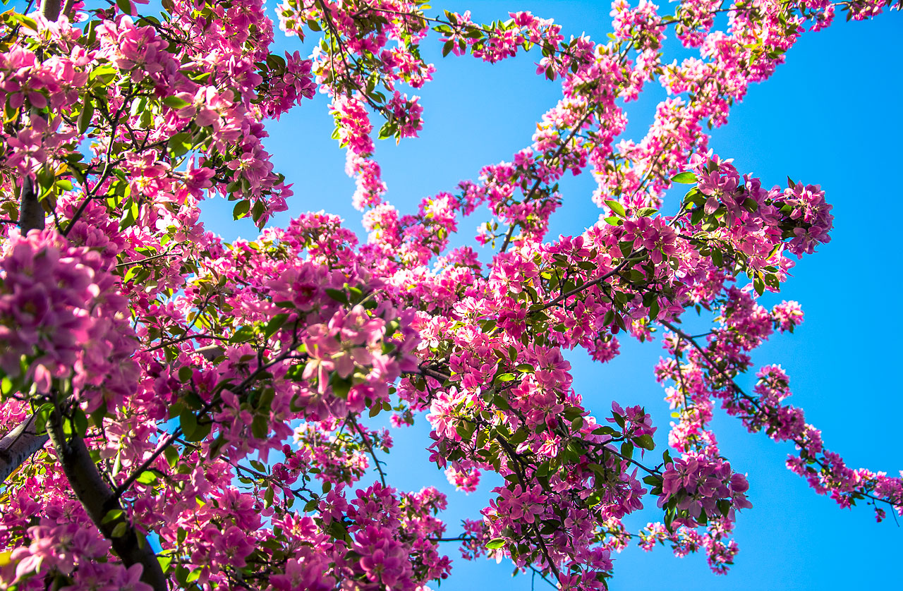Photo: Perfect Cherry Blossom