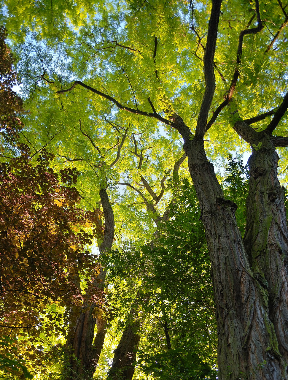 Photo: Under the Trees